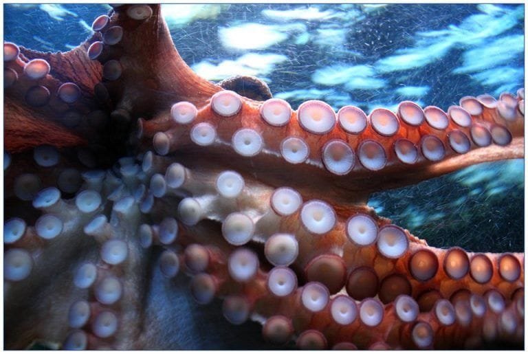 Cuántos tentáculos tiene un pulpo?
