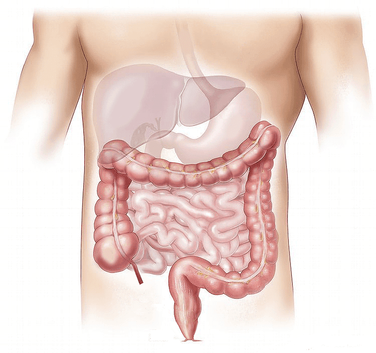 ¿Cuáles son las partes del intestino delgado?