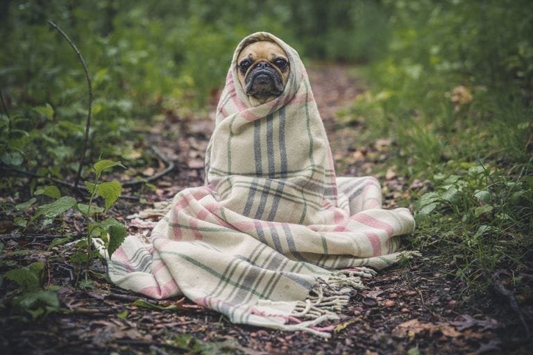 ¿Cuántos cromosomas tiene un perro?