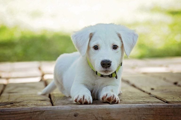 ¿A los cuantos días abren los ojos los perros?