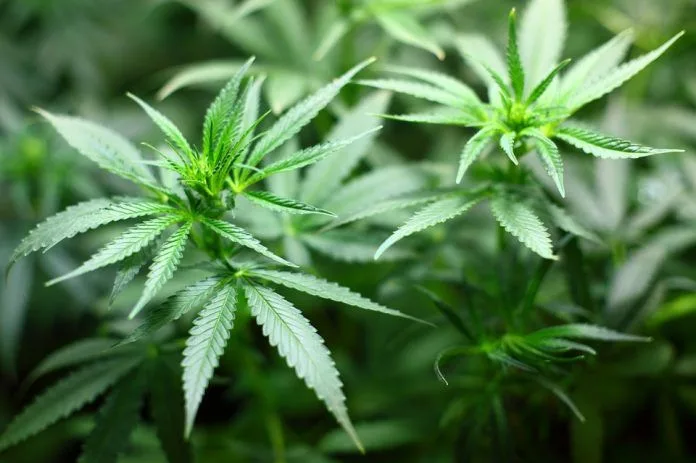 ¿Cómo afecta la Marihuana a tu cuerpo? ¿Cómo afecta la Marihuana a tu cuerpo?