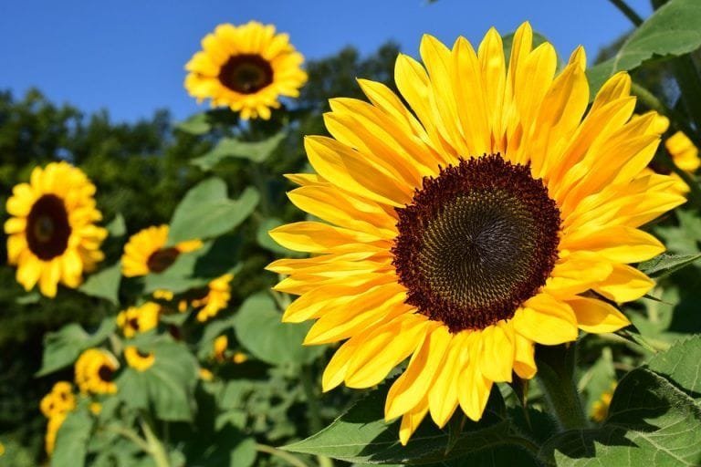 ¿Cuántos años vive un girasol?
