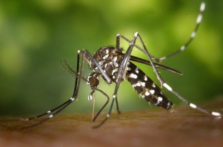¿Cuántos dientes tiene un mosquitos?