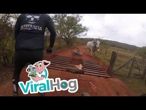 Bike Riders vs Bull || ViralHog