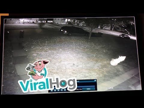 Captada una Mujer robando muñeco de nieve inflable