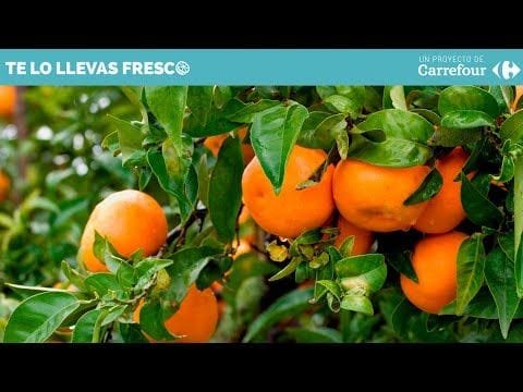 el-comidista-como-reconocer-las-buenas-mandarinas EL COMIDISTA | Cómo reconocer las buenas mandarinas
