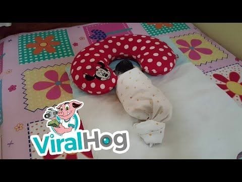 El perrito que duerme como si fuera un bebe