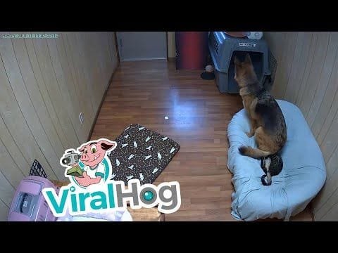 El perro encuentra que la nueva cama es un poco abultada
