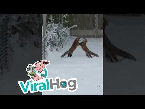 Foxes Having Fun in the Snow || ViralHog
