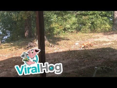 Gato y zorro se enfrentan por la comida