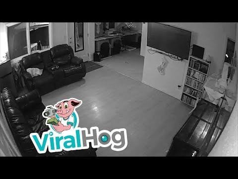 Pánico De Perros Durante Terremoto