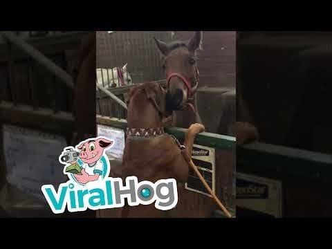 Perro grande, caballo pequeño, mejores amigos