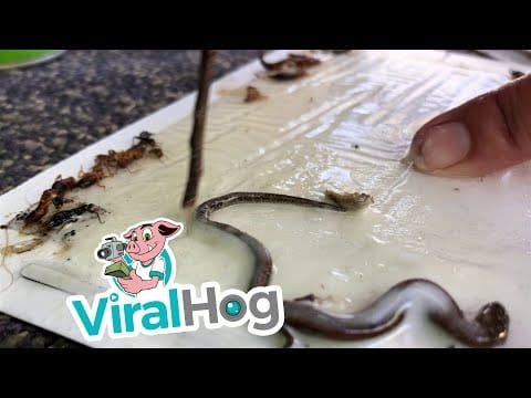 Skink Saved from Sticky Trap || ViralHog