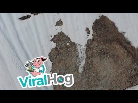 Un cachorro oso escala la nieve para reunirse con su mama