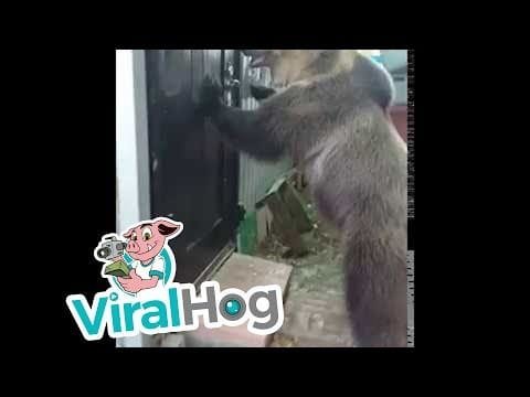 Un oso abre la puerta y entra en una casa