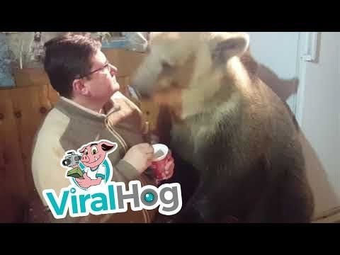 Un oso limpia la nariz de un hombre