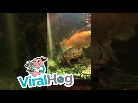 Una tortuga cabalga un pez como un buen jinete