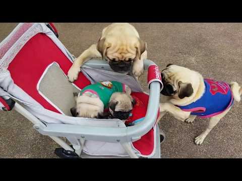 Unos perritos juegan a ser papas