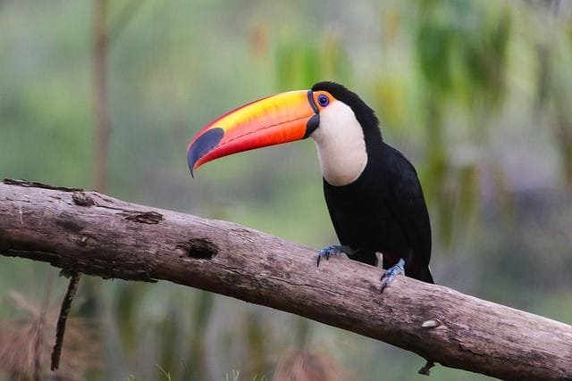 Aves Exóticas Con Los Picos Más Extraños Del Mundo