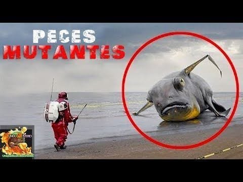 Top 5 Peces Mutantes Reales Captados En Video | Mundo Misterio