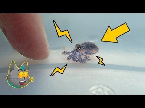 10 Animales Pequeños Que No Deberías Tocar