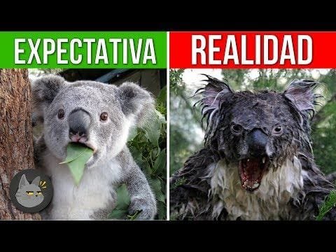 10 ANIMALES QUE SON MÁS PELIGROSOS DE LO QUE PIENSAS