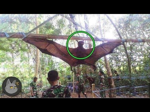 10 Descubrimientos Insólitos A Mitad De La Selva