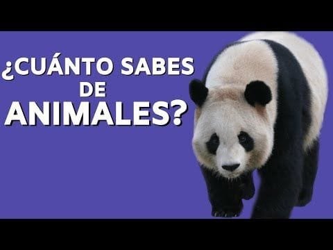 100 Preguntas de Animales [y sus Respuestas] ¿Cuánto Sabes?????