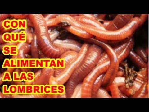 como-alimentar-lombrices-5-maneras-basicas-y-diferentes CÓMO ALIMENTAR LOMBRICES, 5 MANERAS BÁSICAS Y DIFERENTES