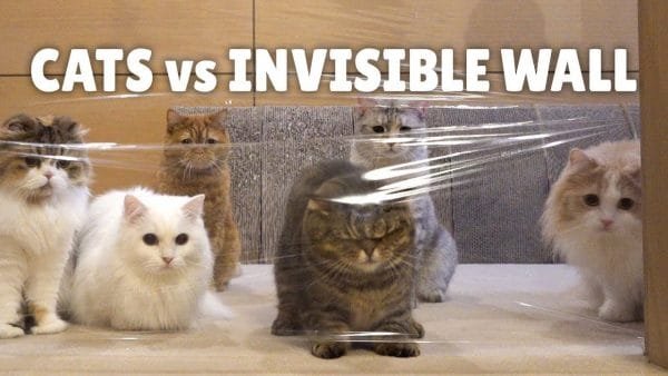 ¿Cómo reaccionan los gatos al toparse con una pared invisible?