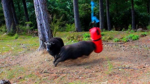 ¿Qué sucede cuando dejas una bolsa de boxeo en el bosque?