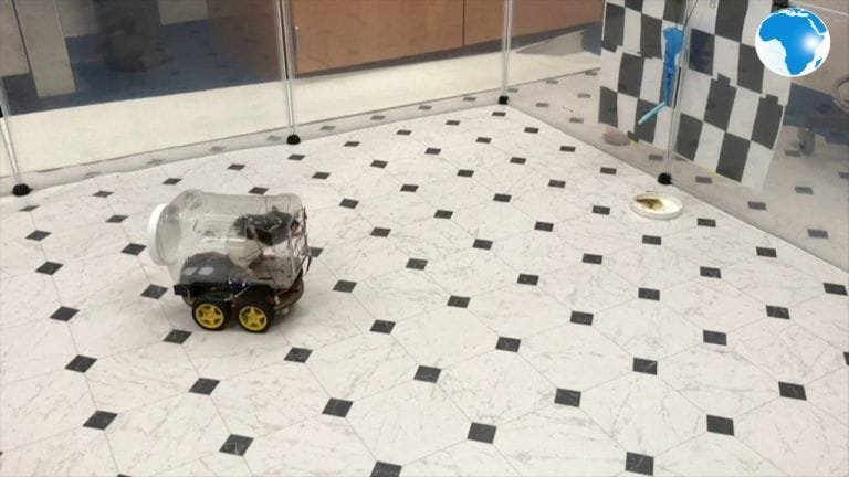 26862 Científicos diseñan un prototipo de coche conducido por ratas