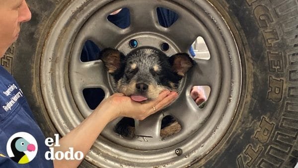 Rescate de una perrita atrapada en una llanta