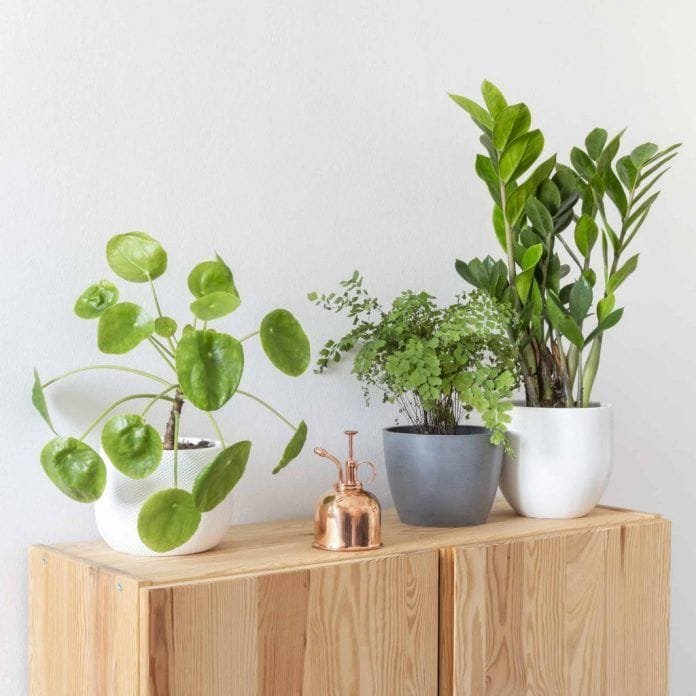 Imagén de la tienda online de plantas be.green.com Imagén de la tienda online de plantas be.green.com