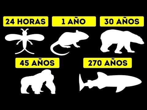 ¿Cuántos años viven cada especie animal?