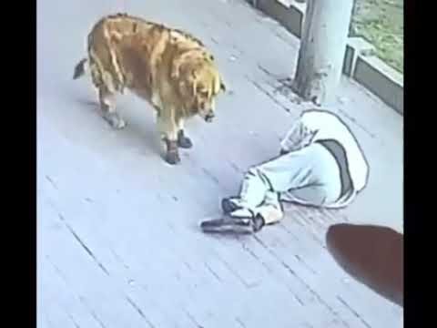 Gato deja inconsciente a un hombre durante 23 días