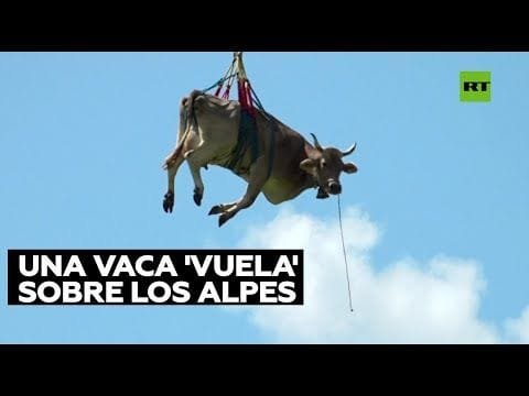 Transportan una vaca en helicóptero durante un traslado de ganado en Suiza