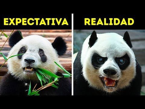 18 animales que creías inofensivos y no lo son