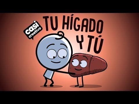 Así tratamos a nuestro higado durante nuestra vida
