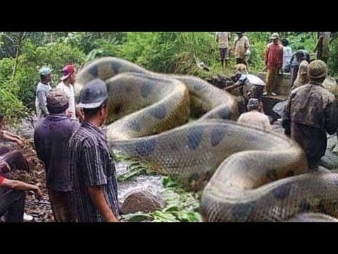 Las 10 cosas que no te creeras que fueron expulsadas por el río Amazonas