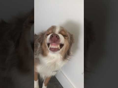 Perro disimula con una gran sonrisa su error