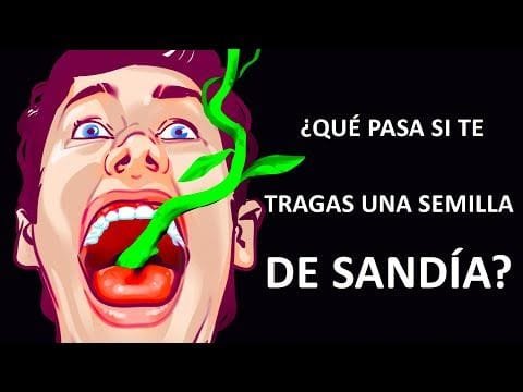 ¿Qué ocurre cuando te tragas una semilla de Sandía?