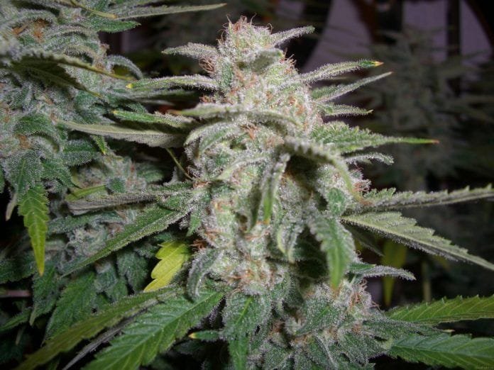 Semillas feminizadas