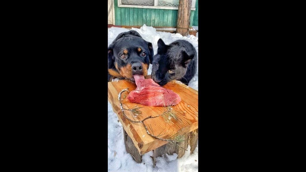 Amigos inseparables: Una pantera rechazada por su madre y un rottweiler