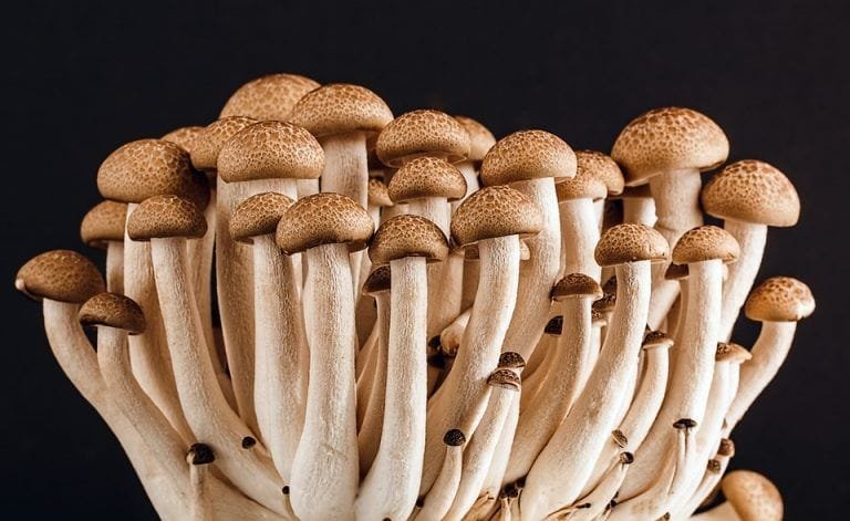 El cultivo de hongos comestibles