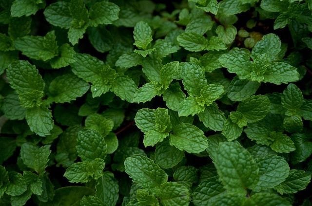 veggie might australia veggie might australia