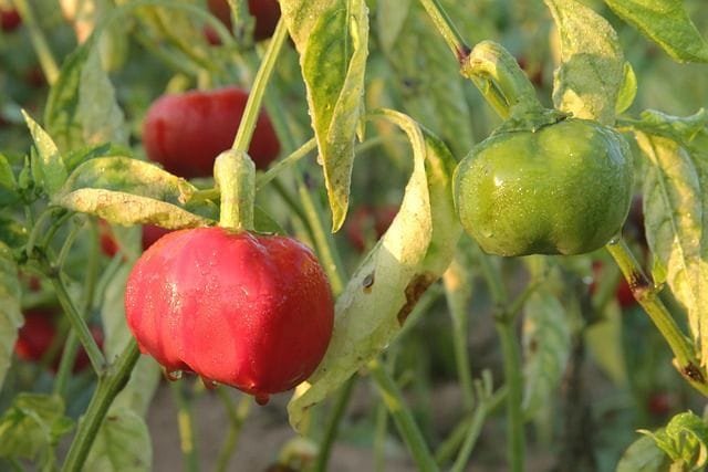 La ñora pìmiento Ñora