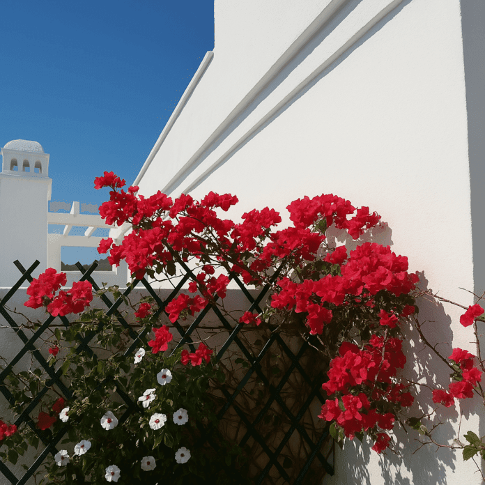 buganvilla buganvilla