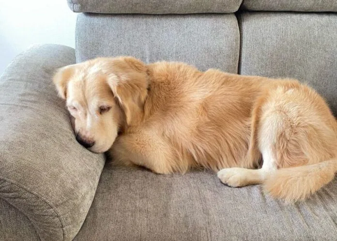 nombres para perros machos