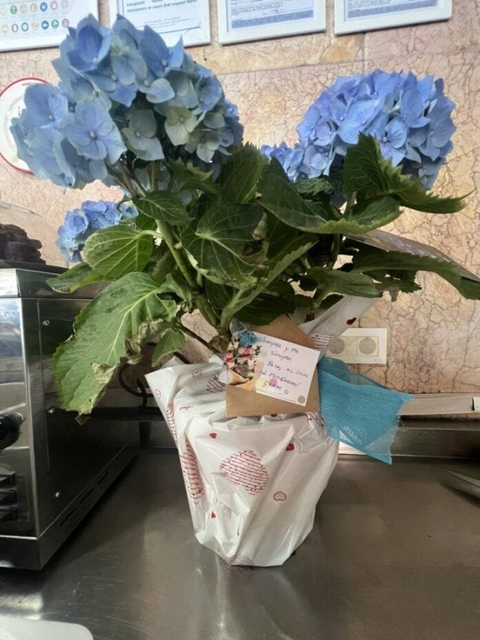 flores azul flores azul